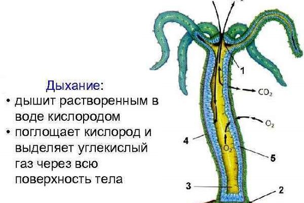 Ссылка на кракена для тора